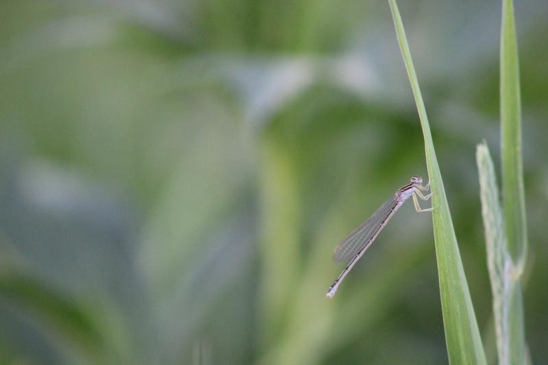 Photo of Rainbow Bluet