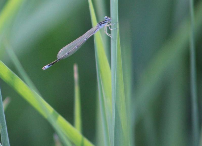 Photo of Stream Bluet