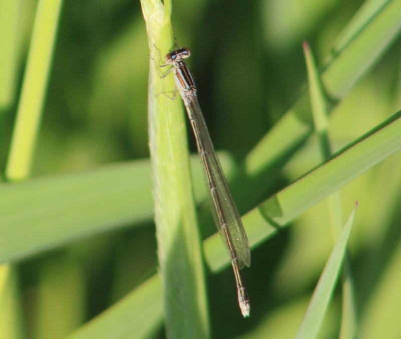 Photo of Stream Bluet