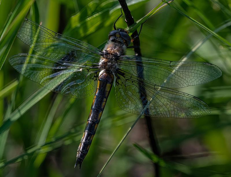 Photo of Common Baskettail