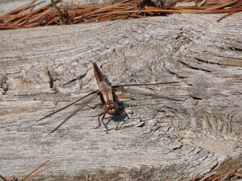 Photo of Chalk-fronted Corporal