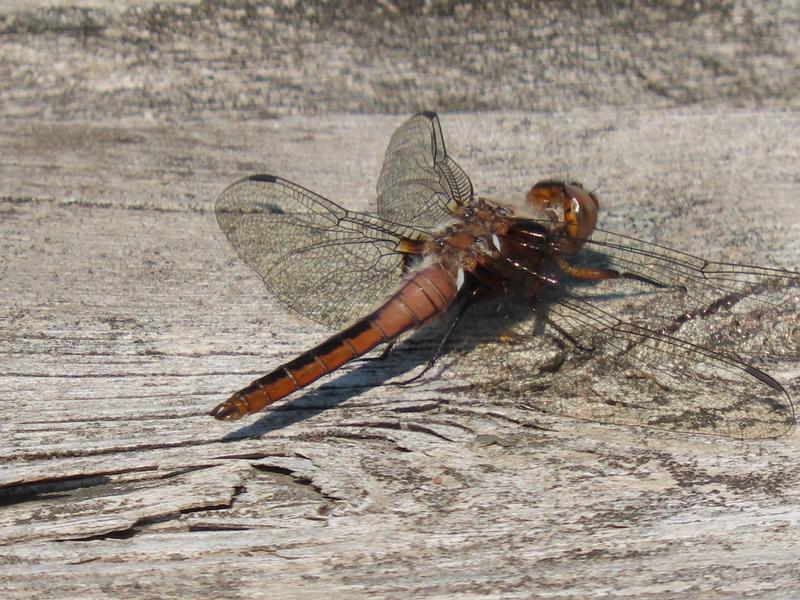 Photo of Chalk-fronted Corporal