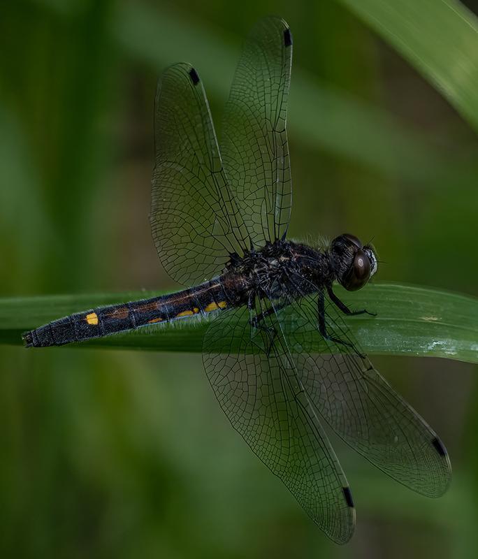 Photo of Dot-tailed Whiteface