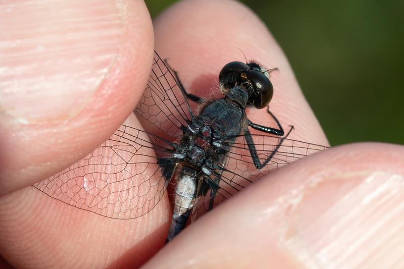 Photo of Belted Whiteface