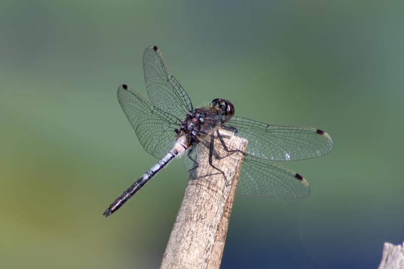 Photo of Belted Whiteface