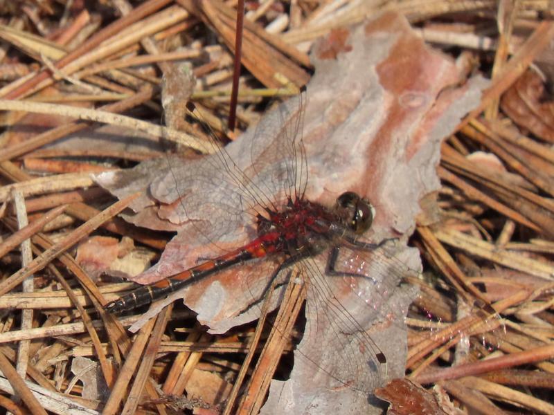 Photo of Hudsonian Whiteface