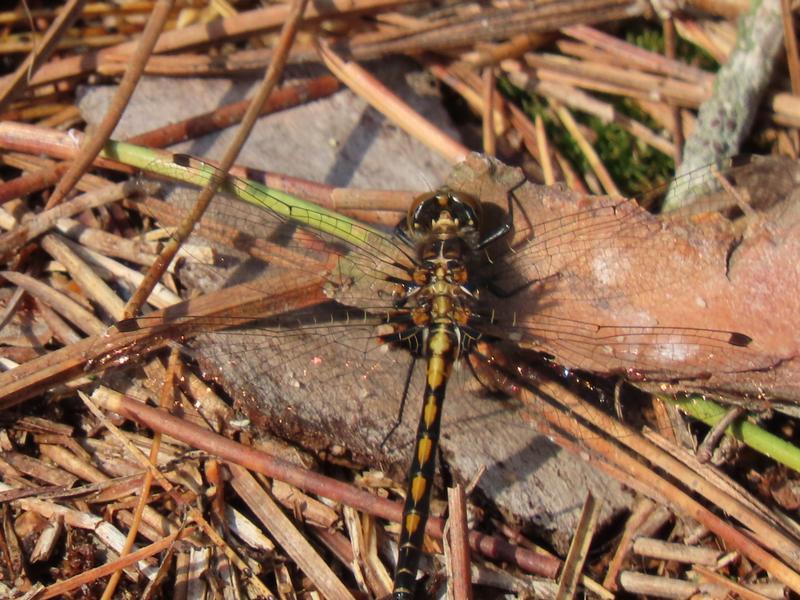 Photo of Hudsonian Whiteface