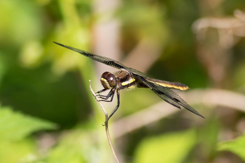 Photo of Twelve-spotted Skimmer