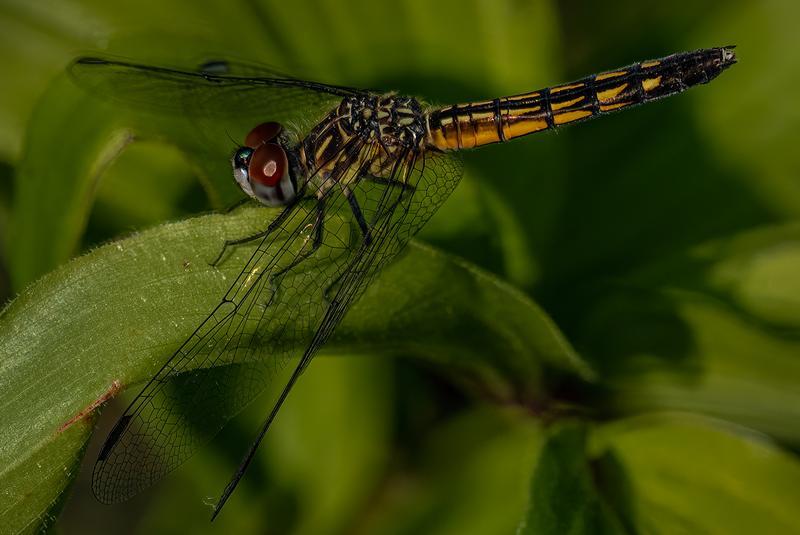 Photo of Blue Dasher