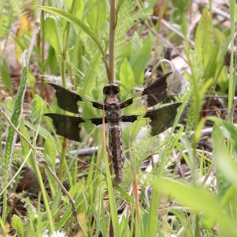 Photo of Common Whitetail