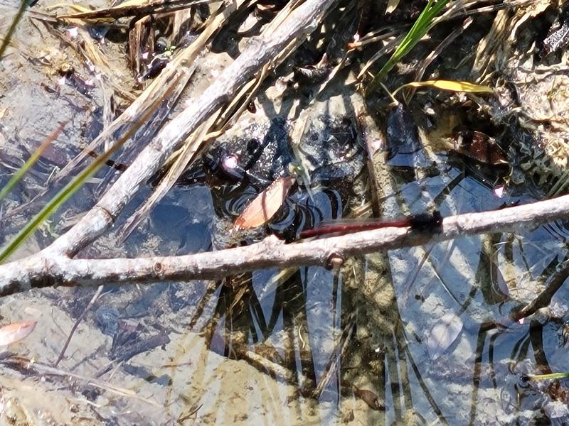 Photo of Western Red Damsel