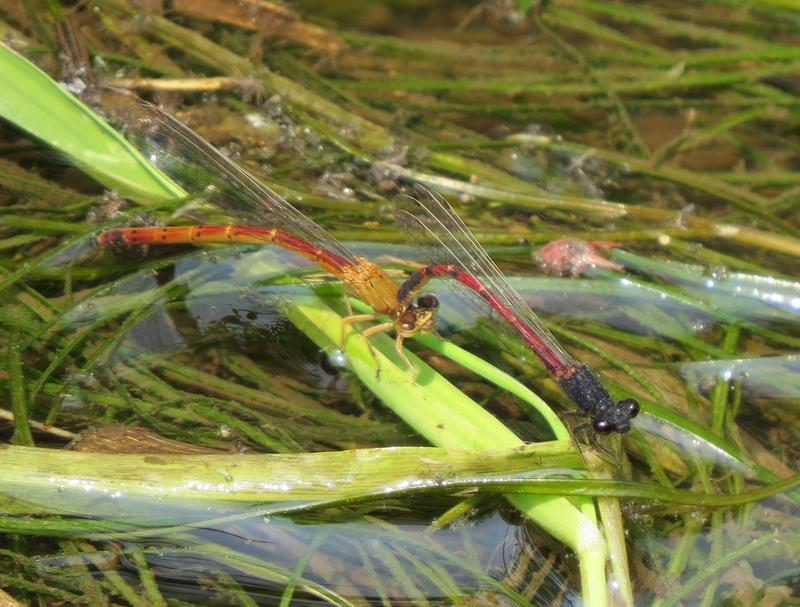 Photo of Western Red Damsel