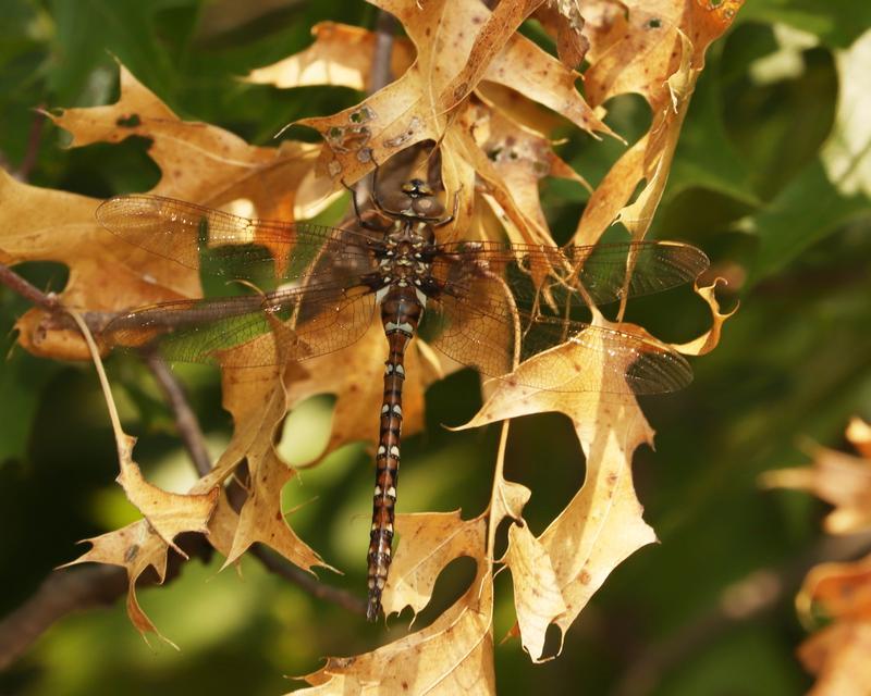 Photo of Springtime Darner