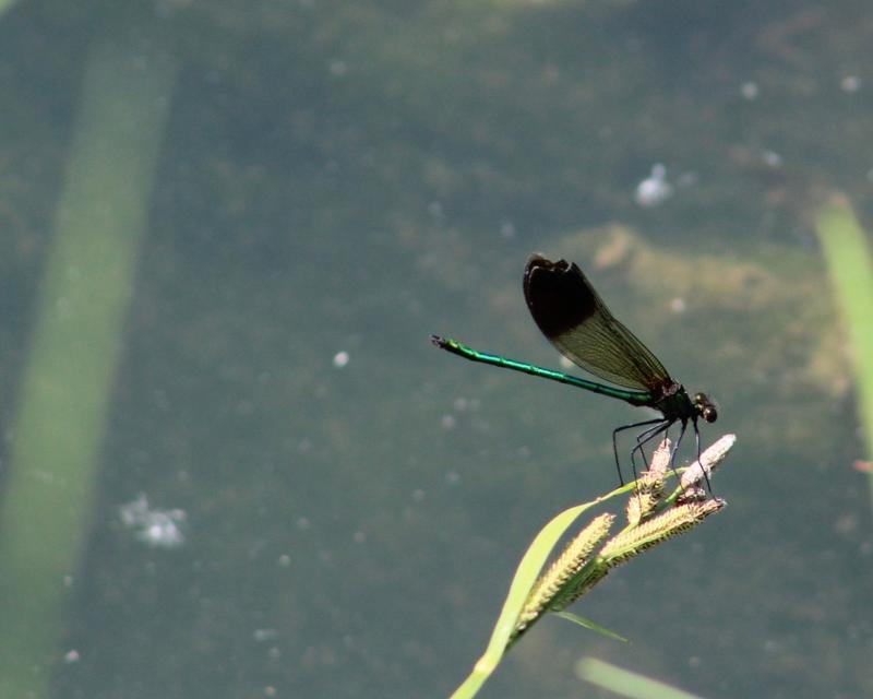 Photo of River Jewelwing