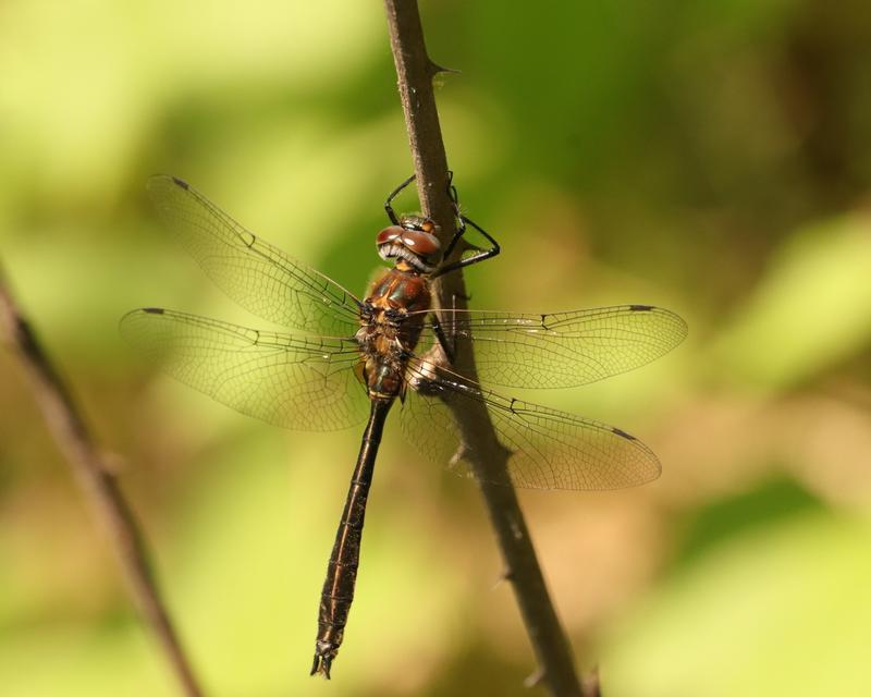 Photo of American Emerald