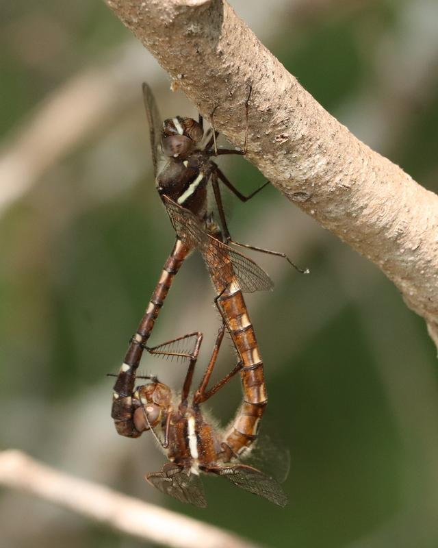 Photo of Stream Cruiser