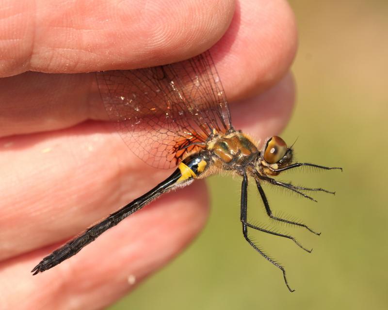 Photo of Racket-tailed Emerald