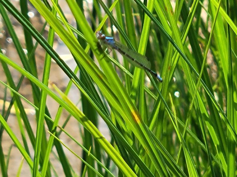 Photo of Skimming Bluet