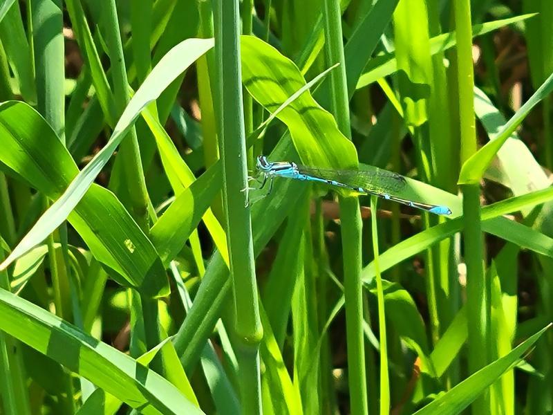 Photo of Stream Bluet