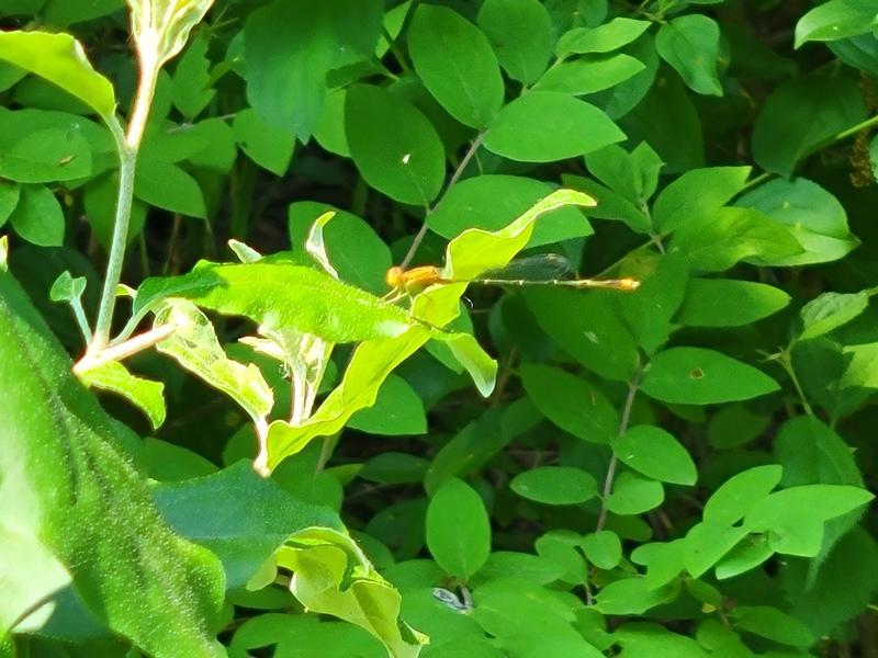 Photo of Orange Bluet