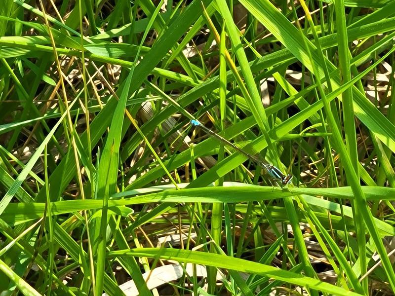 Photo of Skimming Bluet