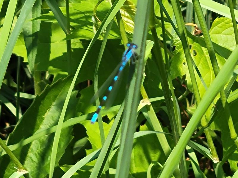 Photo of Tule Bluet