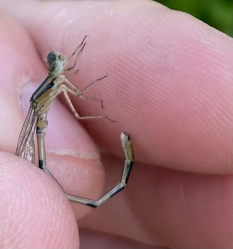 Photo of Hagen's Bluet