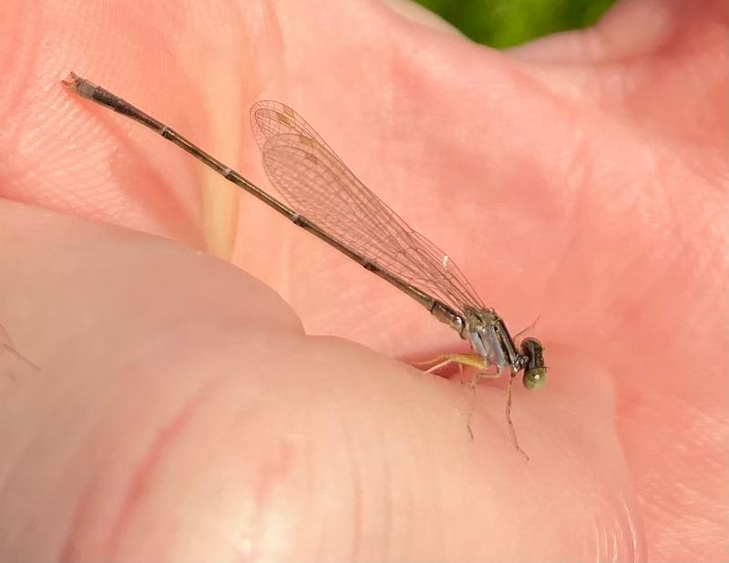 Photo of Orange Bluet