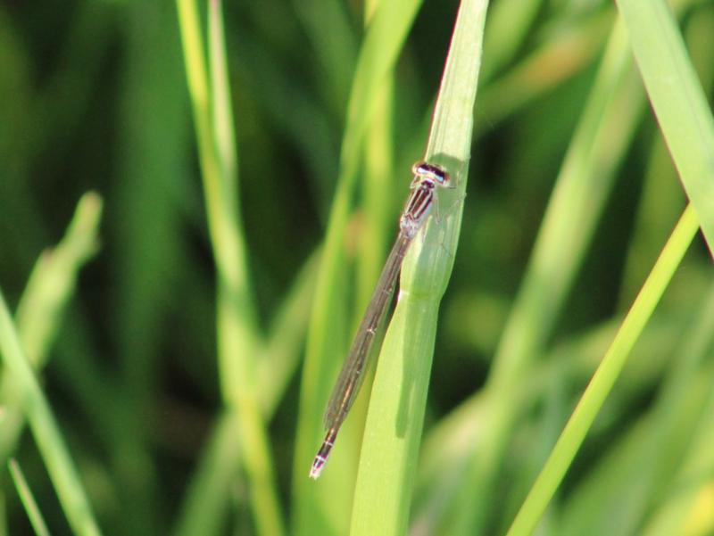 Photo of Rainbow Bluet