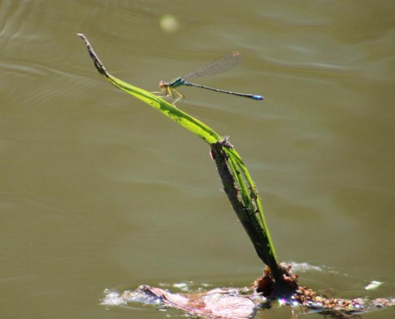 Photo of Rainbow Bluet