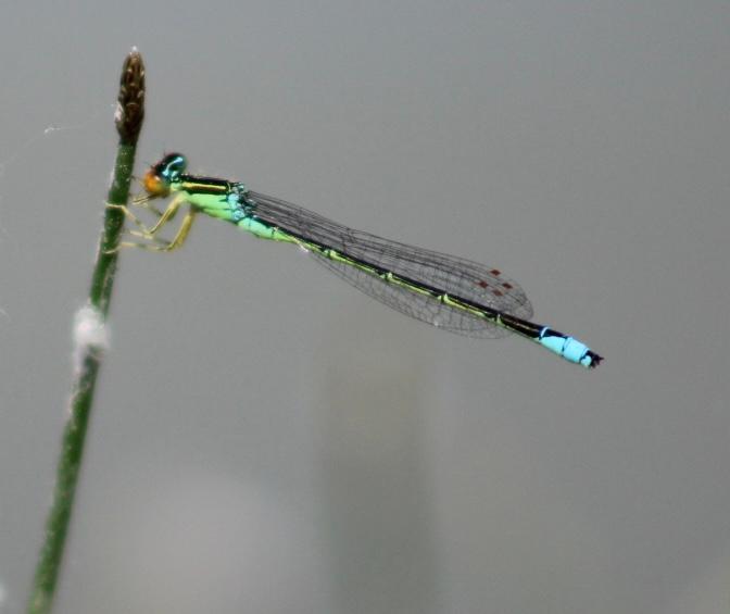 Photo of Rainbow Bluet