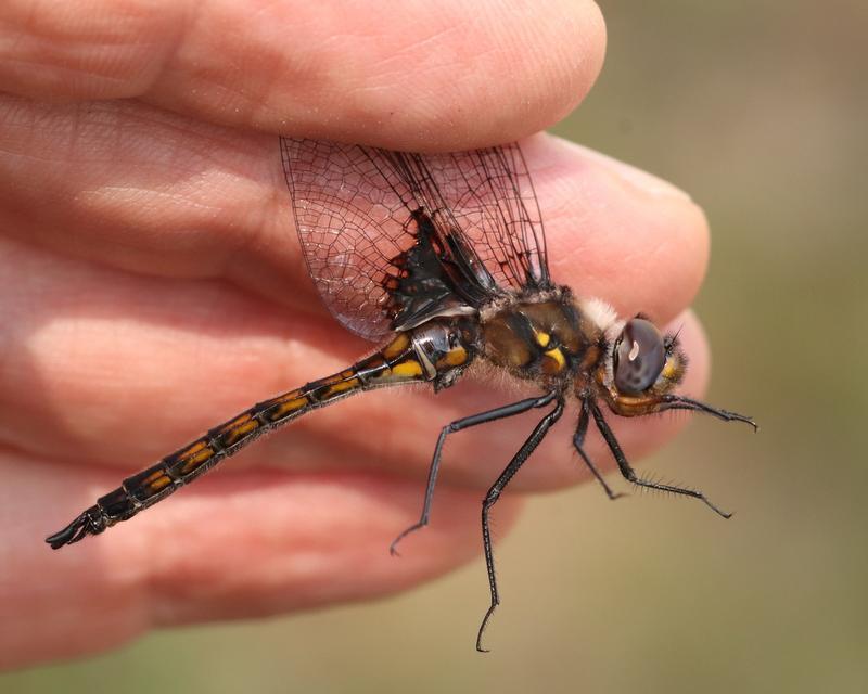 Photo of Common Baskettail