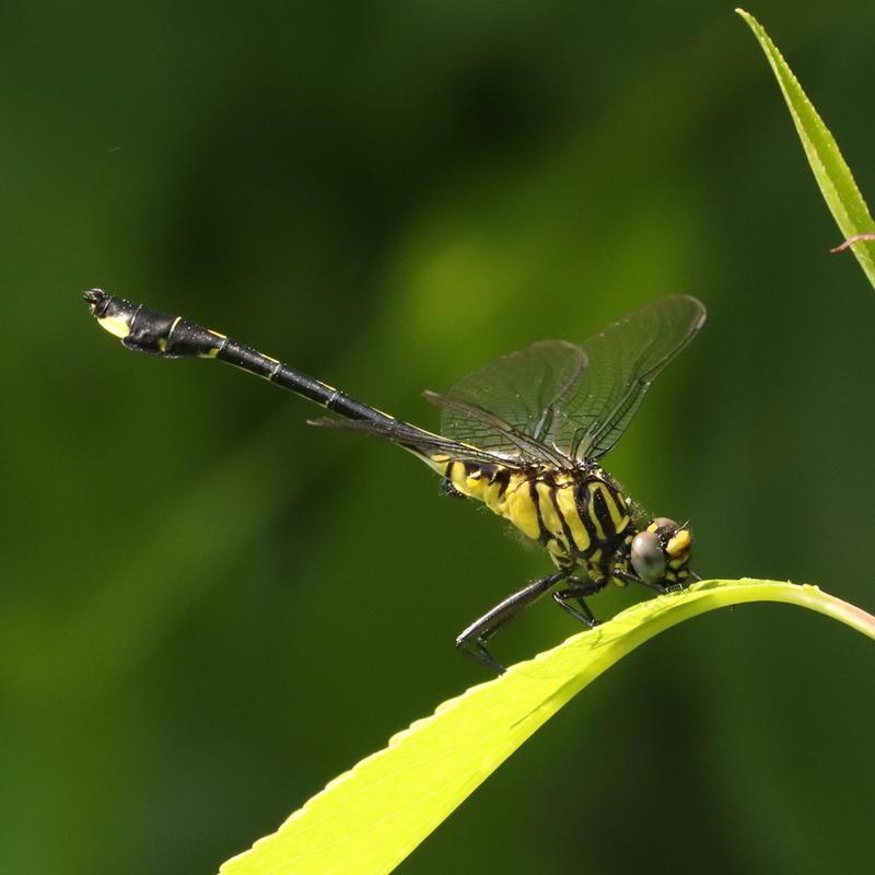 Photo of Cobra Clubtail