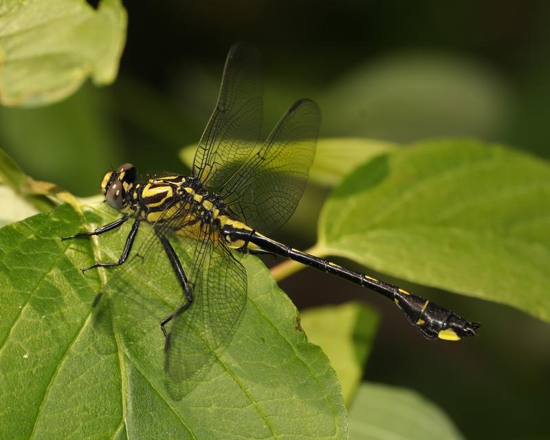 Photo of Cobra Clubtail