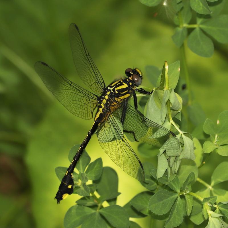 Photo of Cobra Clubtail