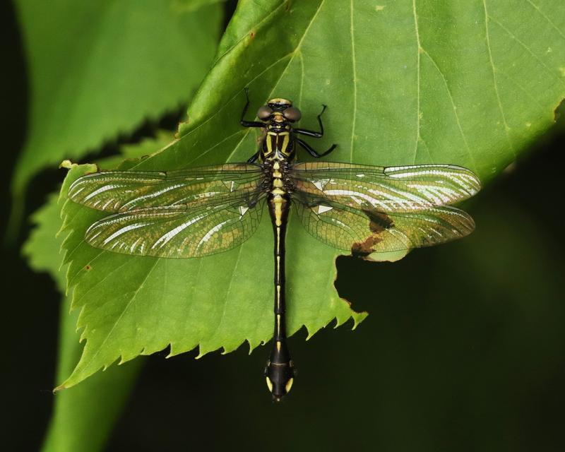 Photo of Cobra Clubtail