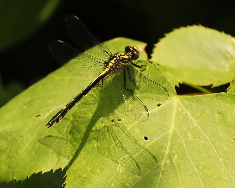 Photo of Midland Clubtail