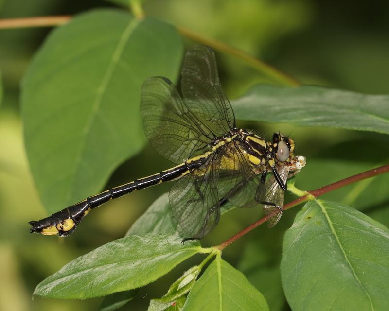 Photo of Skillet Clubtail