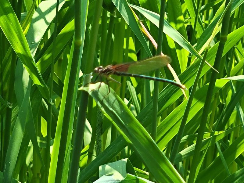 Photo of American Rubyspot