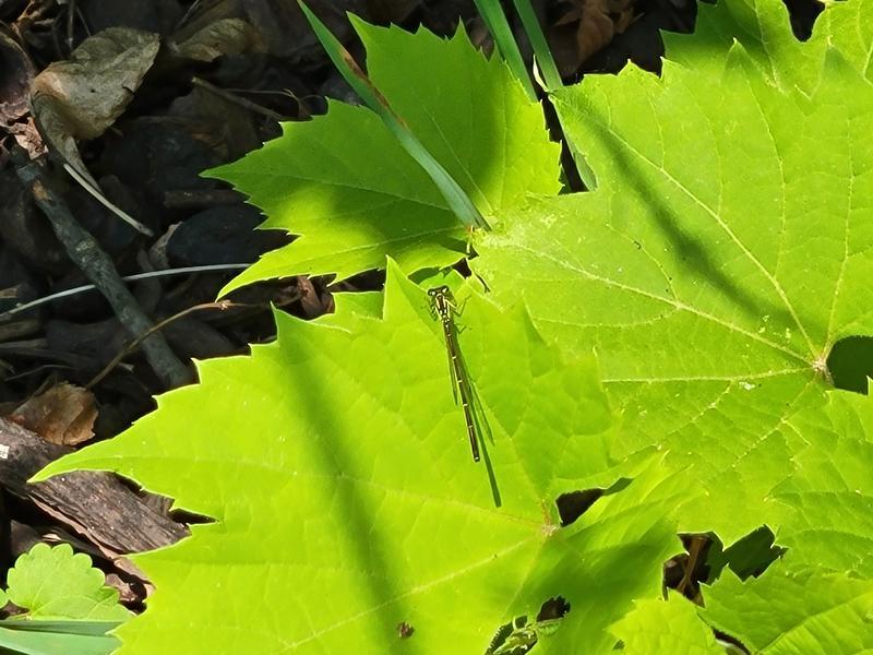 Photo of Fragile Forktail