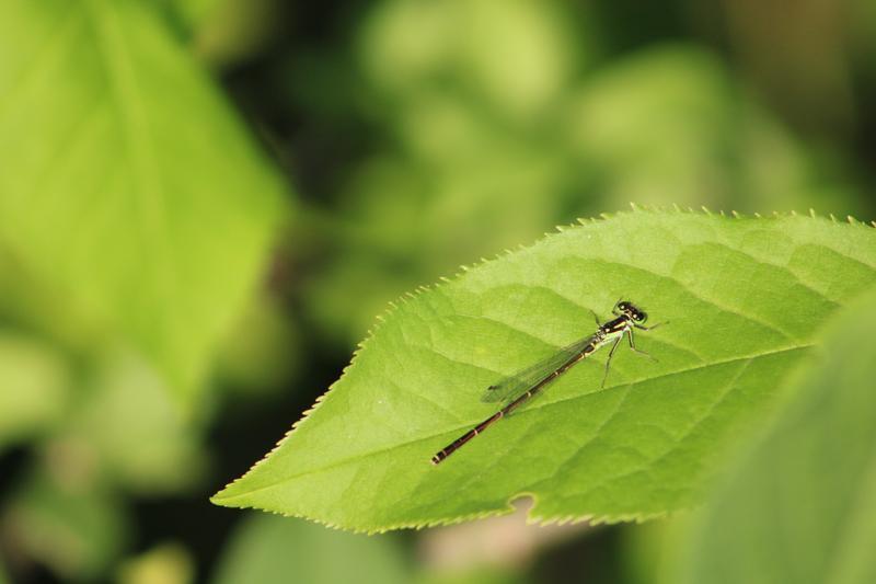 Photo of Fragile Forktail