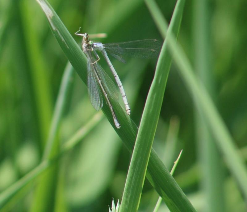 Photo of Eastern Forktail