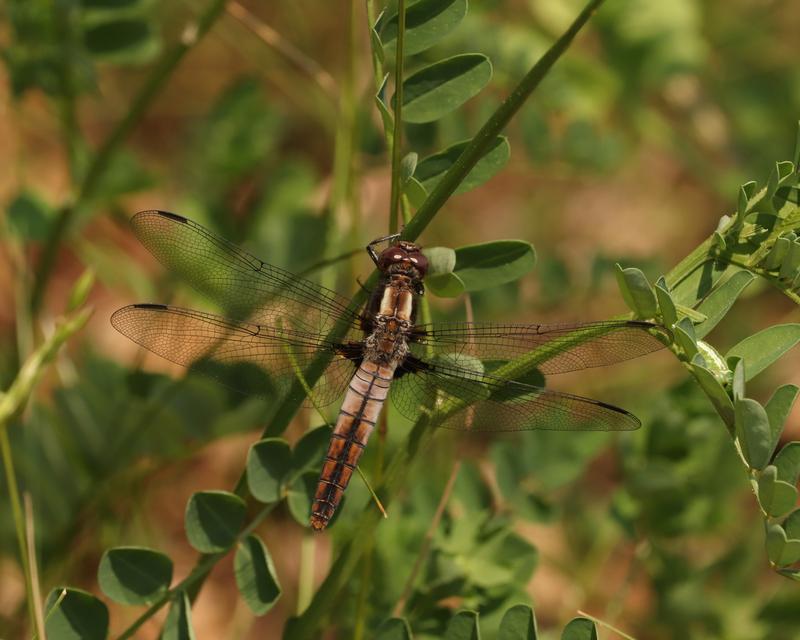 Photo of Chalk-fronted Corporal