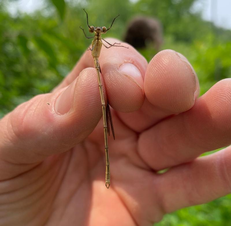 Photo of Swamp Spreadwing