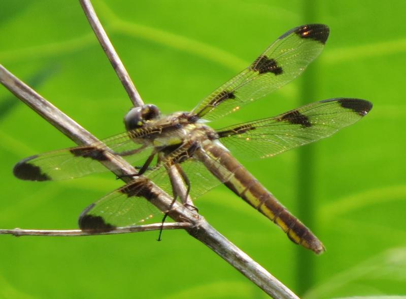 Photo of Twelve-spotted Skimmer