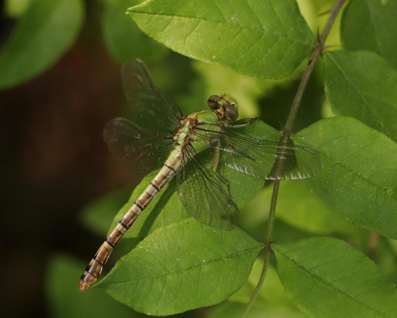 Photo of Rusty Snaketail