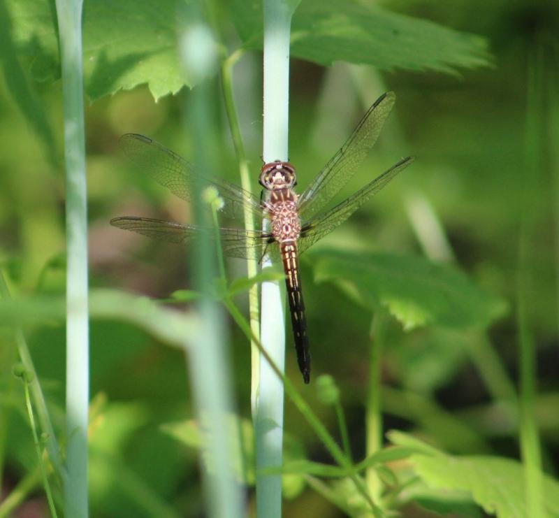 Photo of Blue Dasher