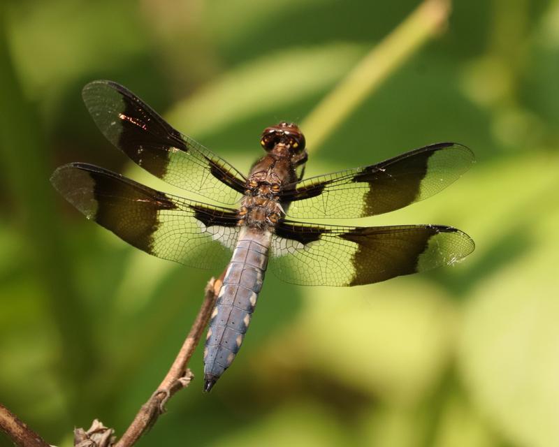 Photo of Common Whitetail