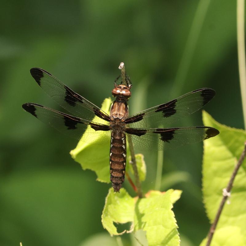 Photo of Common Whitetail