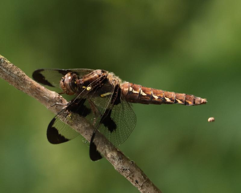 Photo of Common Whitetail